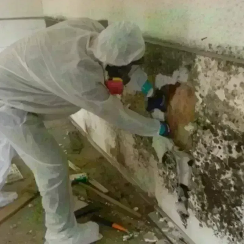 Mold Remediation and Removal in Brentwood, CA